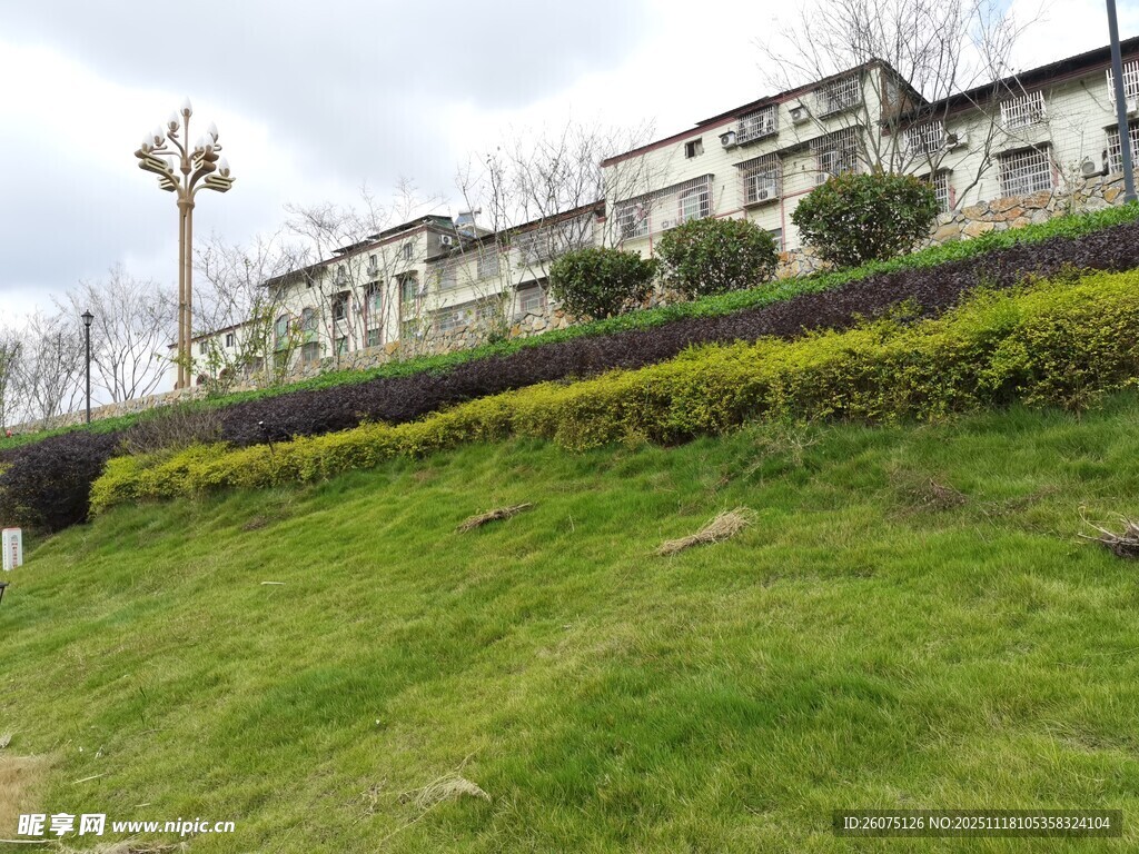 绿草黄花旁的多层建筑