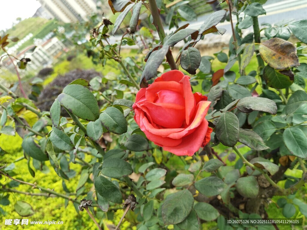 娇艳红玫瑰绽放绿叶间