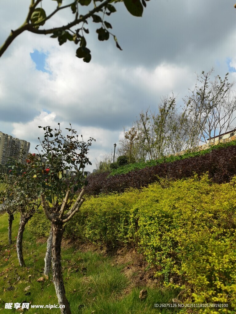 田园果树与烂漫花丛景色