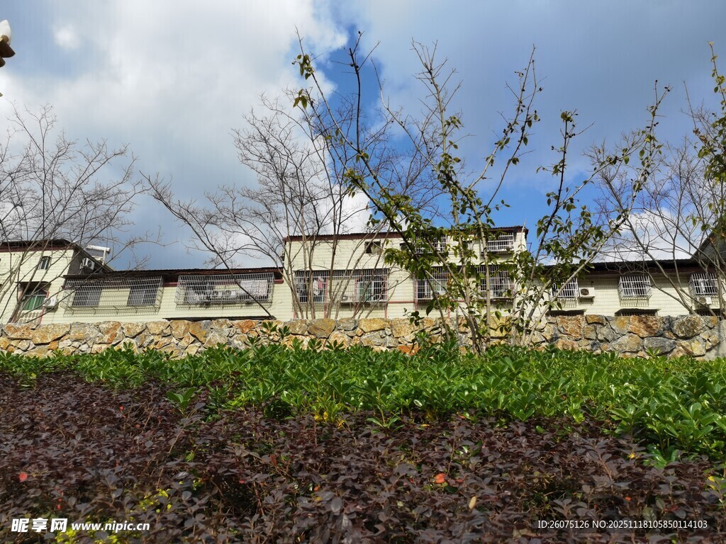 庭院绿植与建筑景观