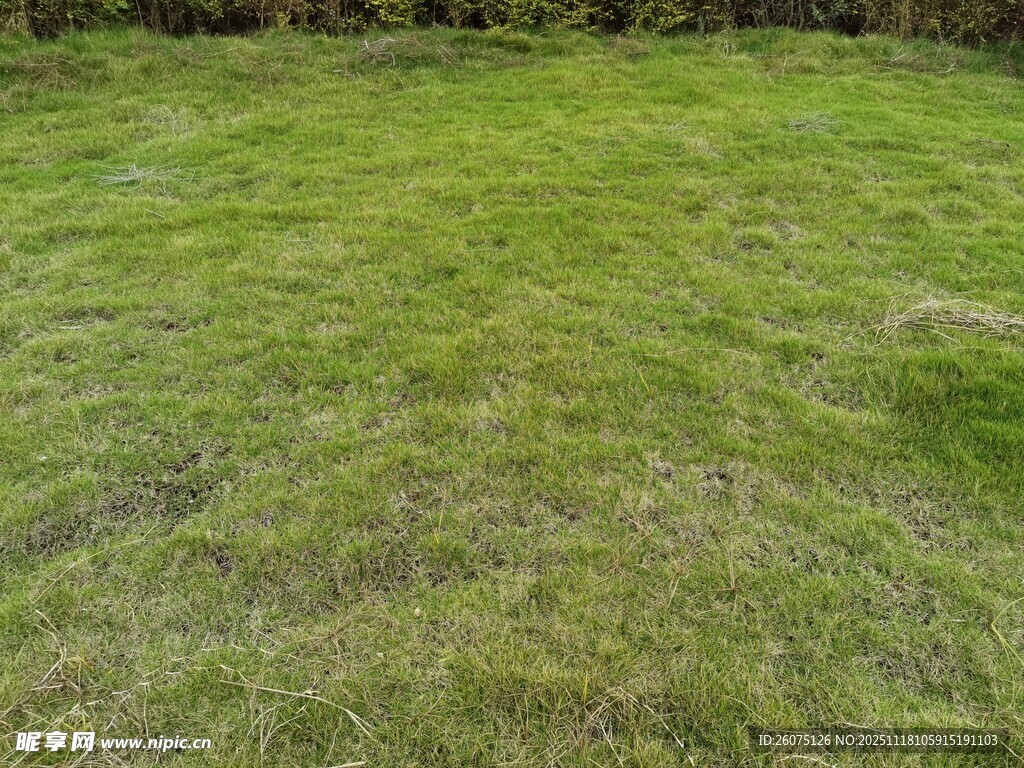 翠绿草地自然清新景致