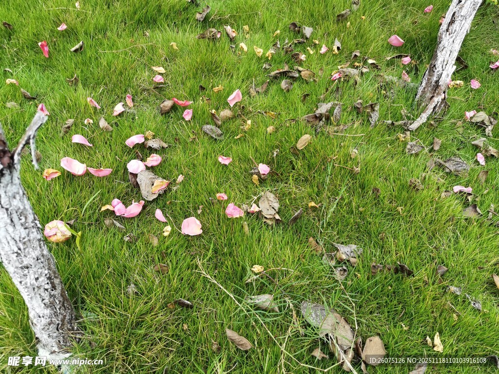 草地上的落叶与树干