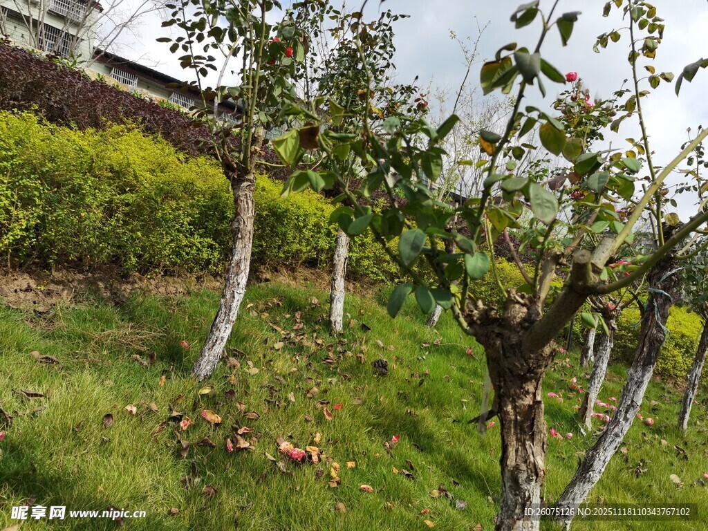 山坡上的树木与翠绿草地