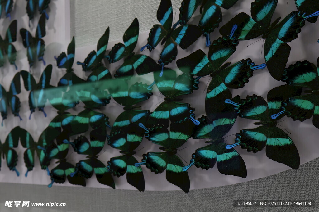 绿黑相间蝴蝶艺术造型