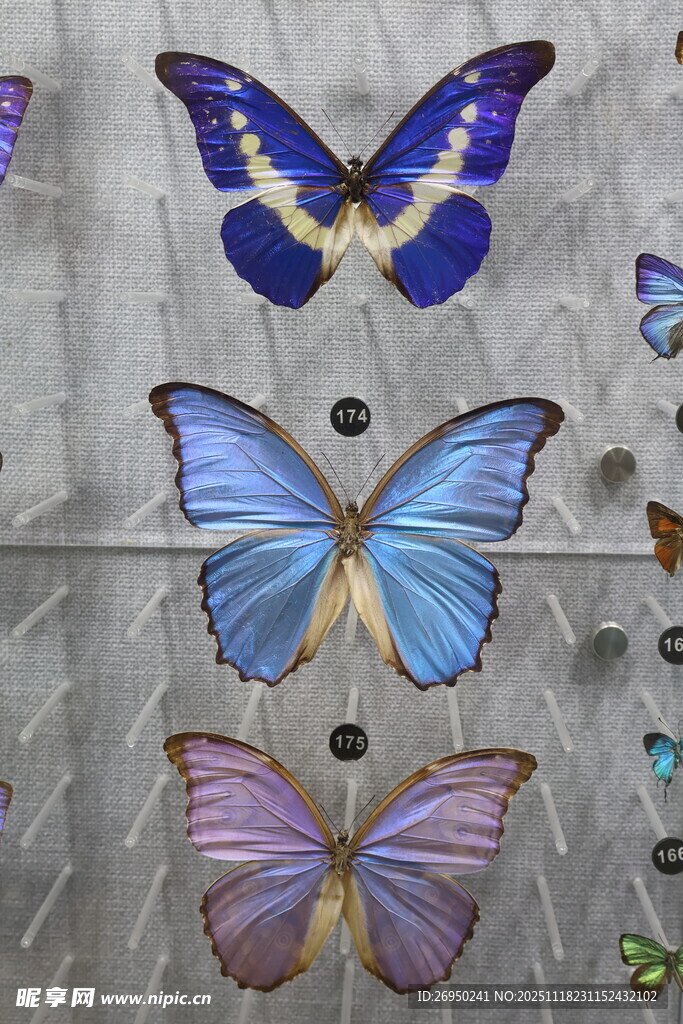 多彩蝴蝶标本展示