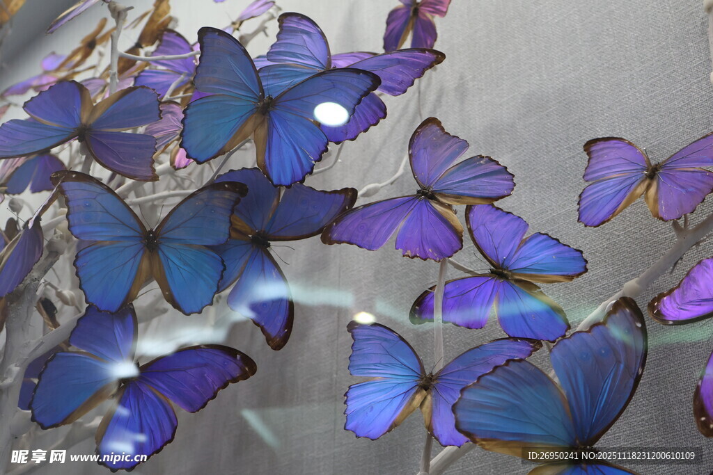 群蝶飞舞的梦幻场景