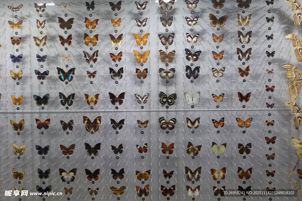 多彩蝴蝶标本展示