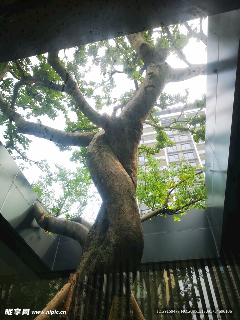 室内独特造型的大树景观