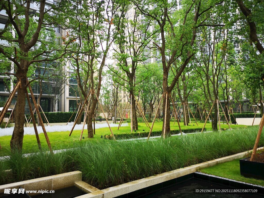 城市中的静谧林荫景观