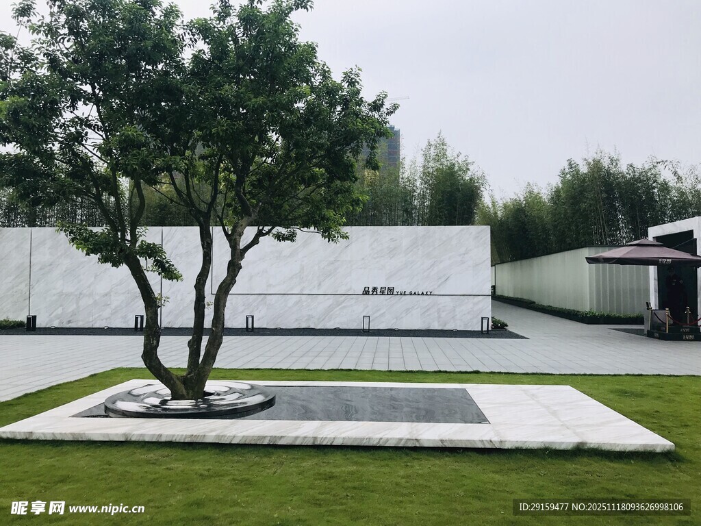 现代庭院中的孤树景观