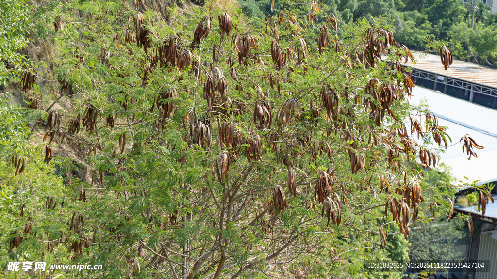 枝叶繁茂的绿植