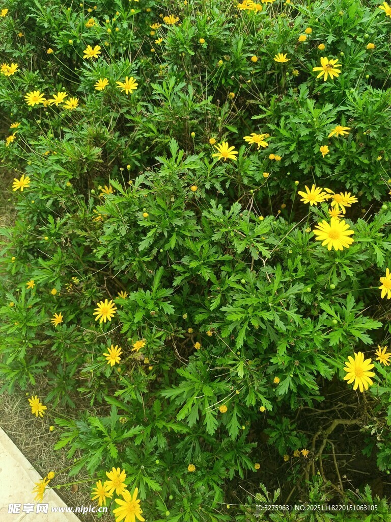 绿叶丛中绽放的黄色小花