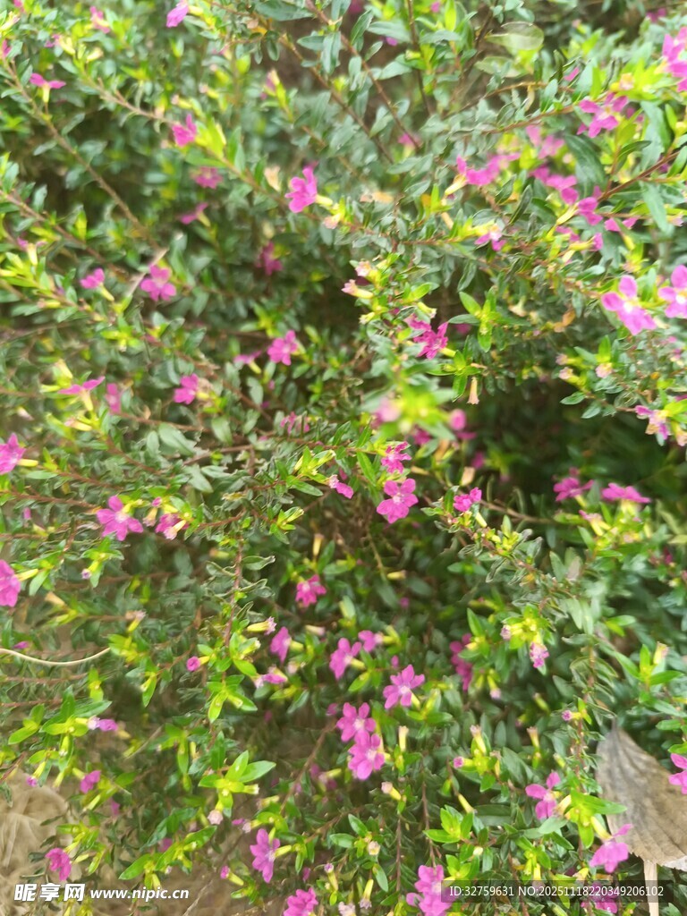 繁茂花丛绽放艳丽小花