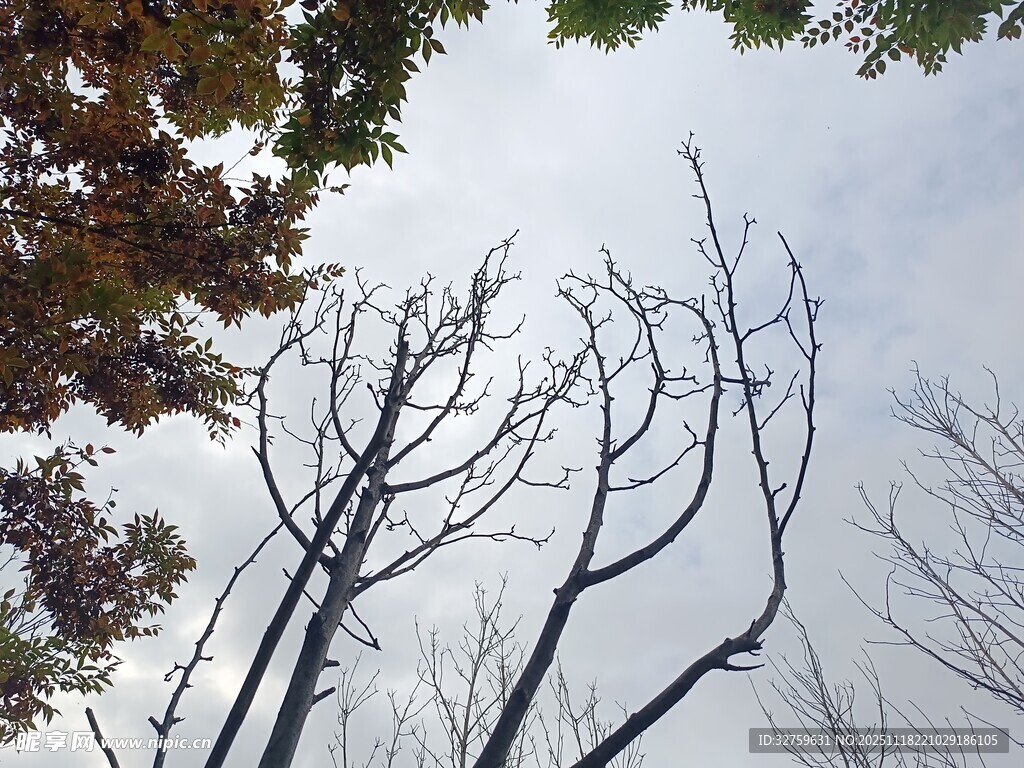 秋日枯树仰视图