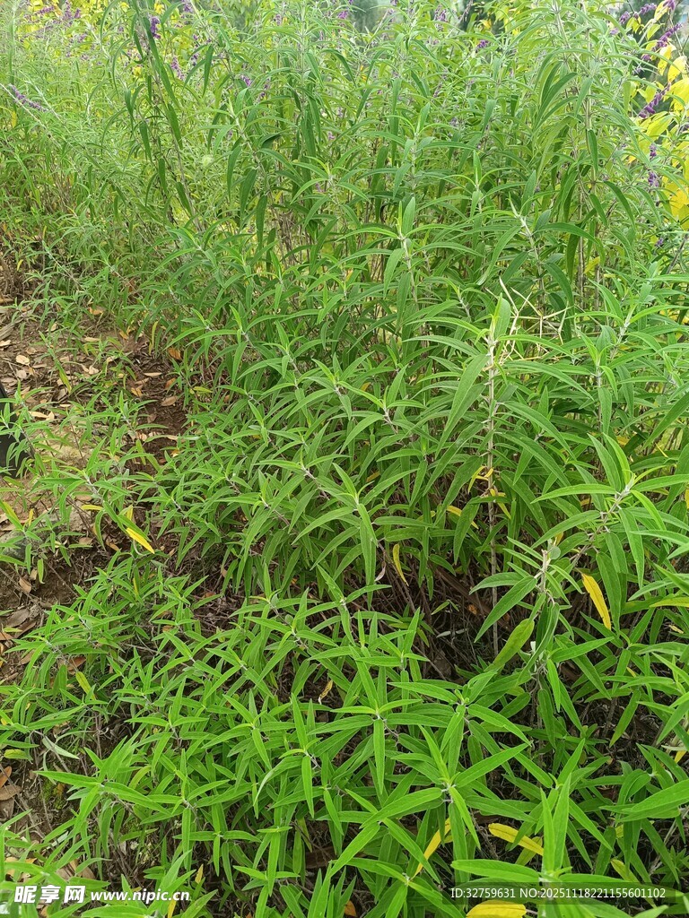 野外繁茂的绿色植物景象