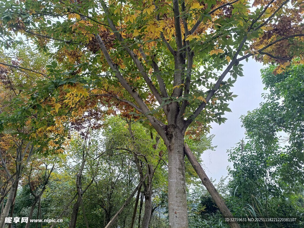 秋日多彩树木景观