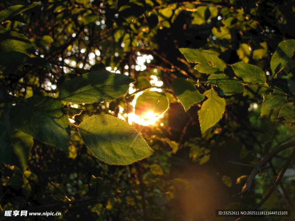 透过树叶的斑驳阳光
