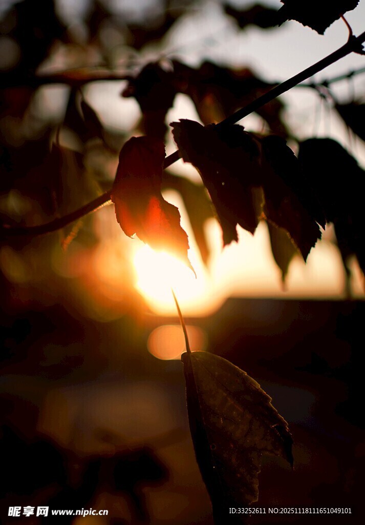 夕阳透过枝叶的美丽光影