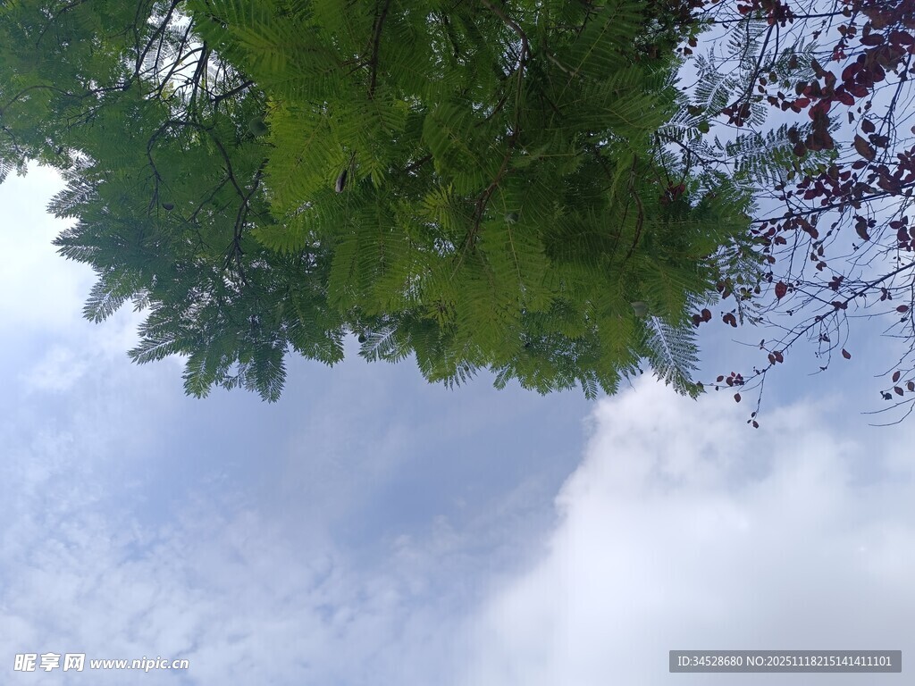 仰视绿树蓝天的清新景象