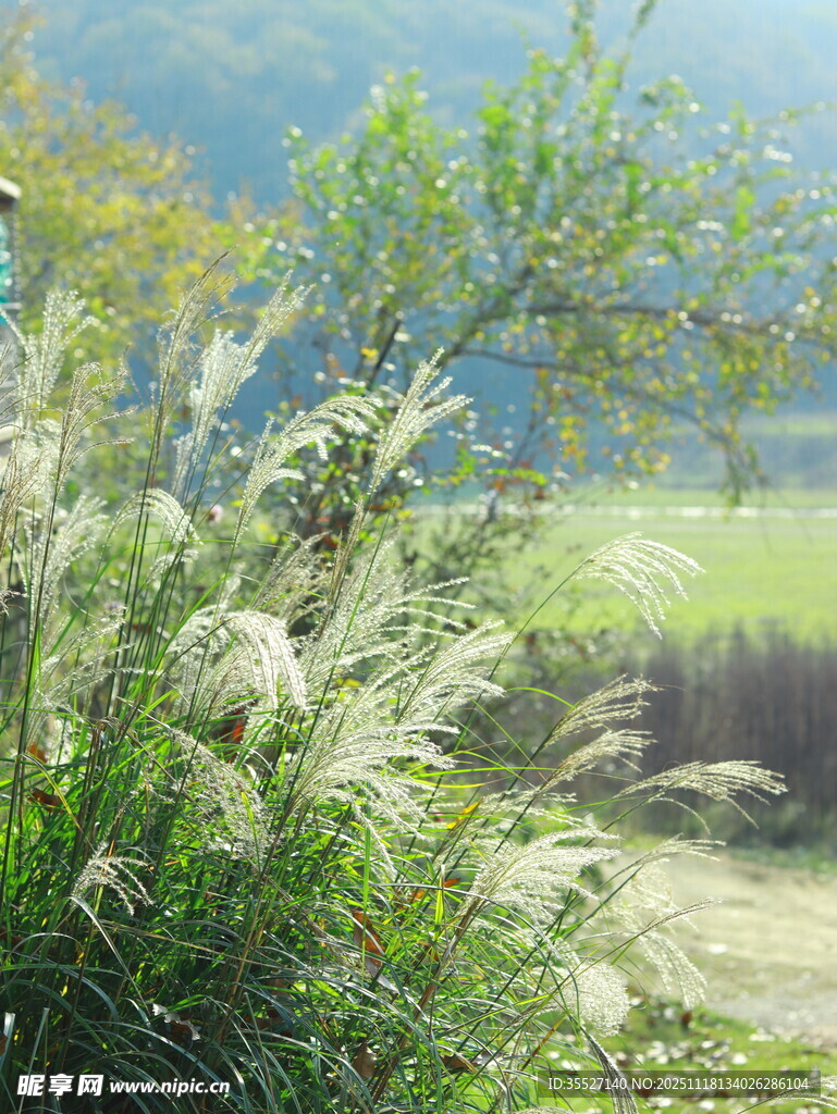 山间摇曳的翠绿植物