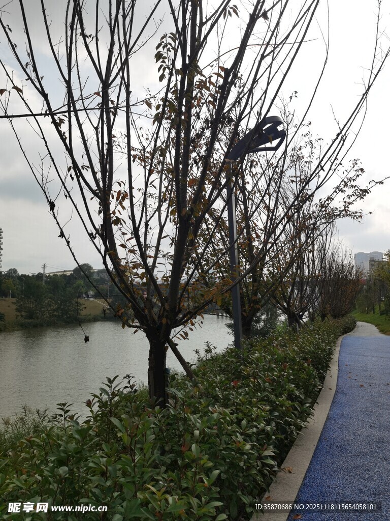 湖边步道旁的萧瑟树木