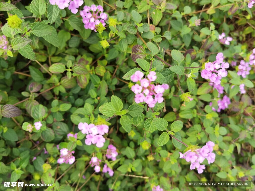 粉色小花绽放于绿叶间