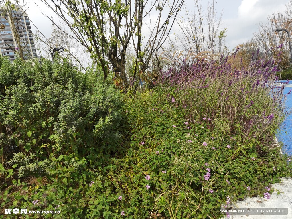 户外繁茂绿植景观