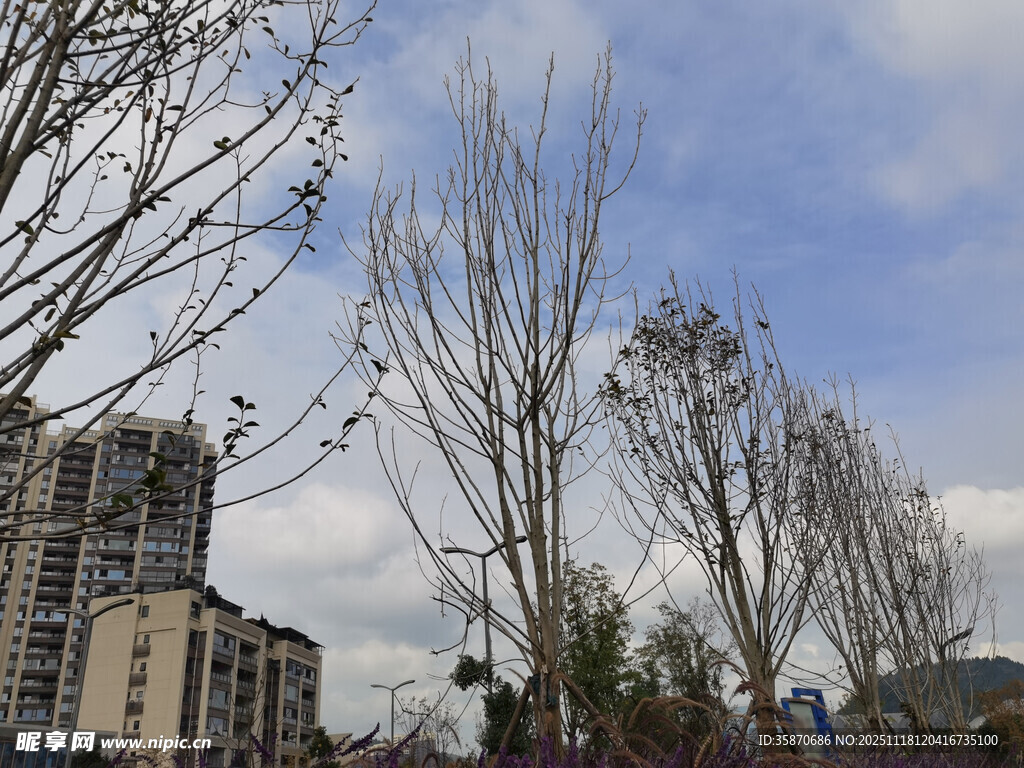 城市中光秃树木与建筑景观