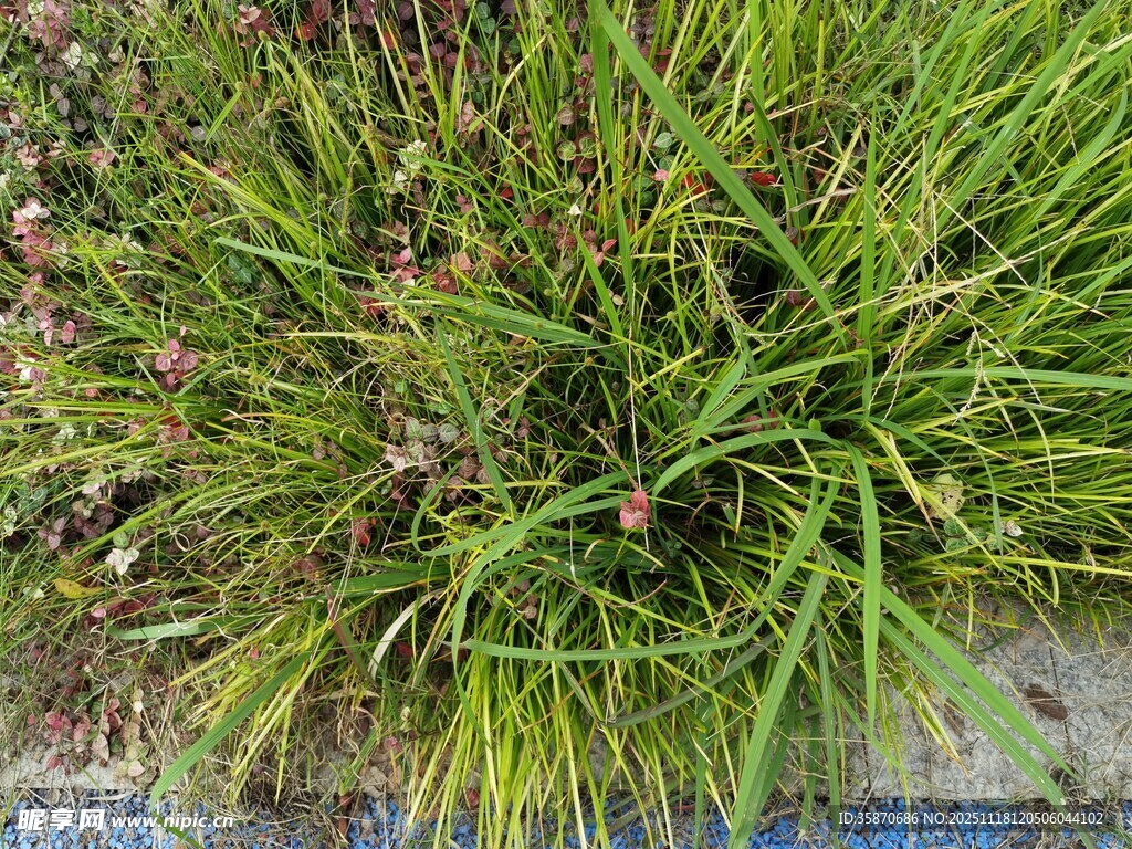 翠绿丛生草本植物特写