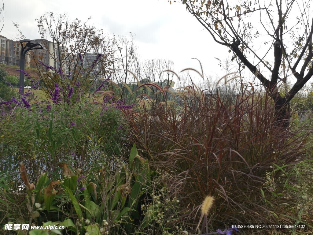 野外多彩植物景观