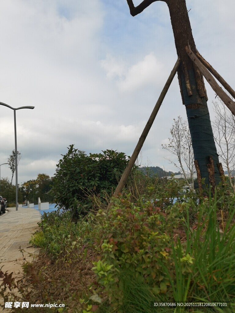 乡村路旁倾斜树木与风车