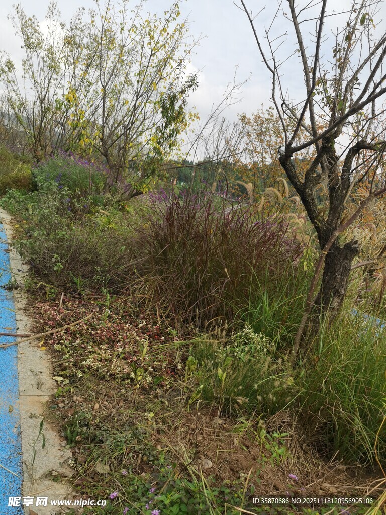 山间蓝边小径旁的植被