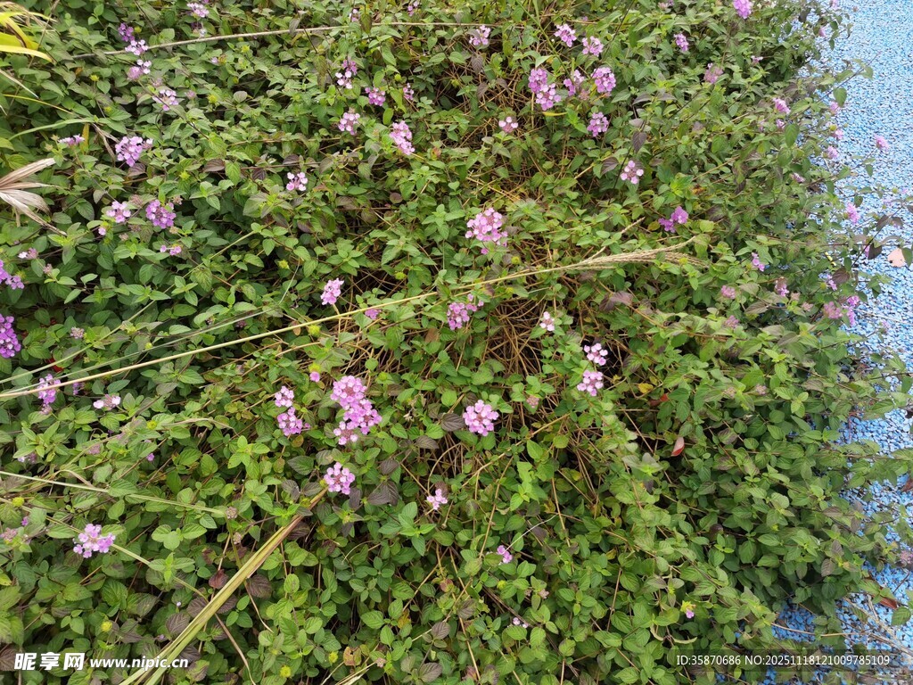 水边繁茂的紫色小花丛