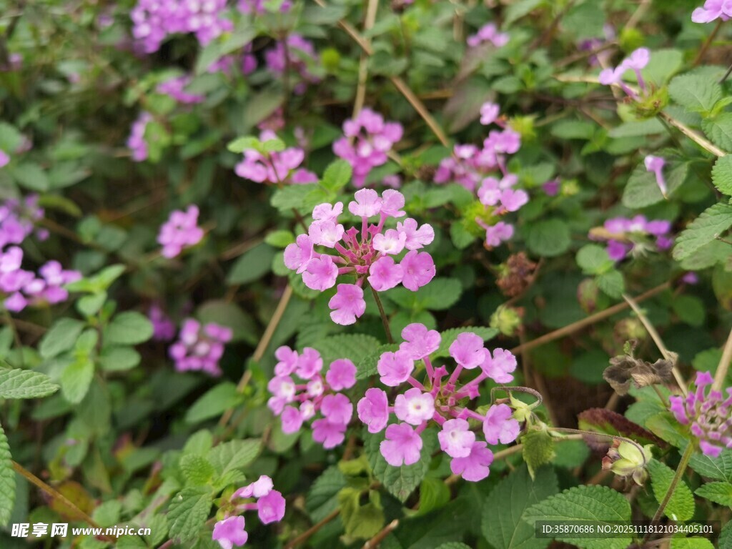 紫色小花绽放绿叶间