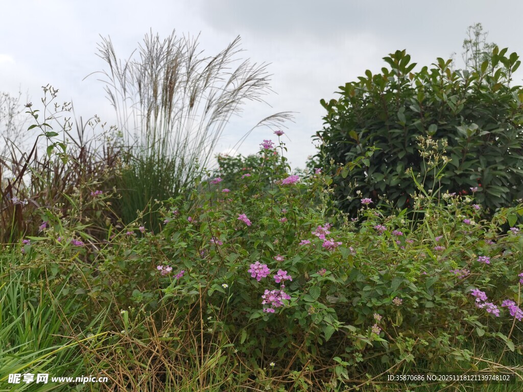野外花草绿植景观