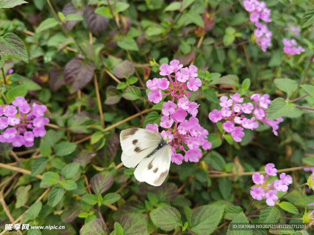 紫色小花丛中的白色蝴蝶