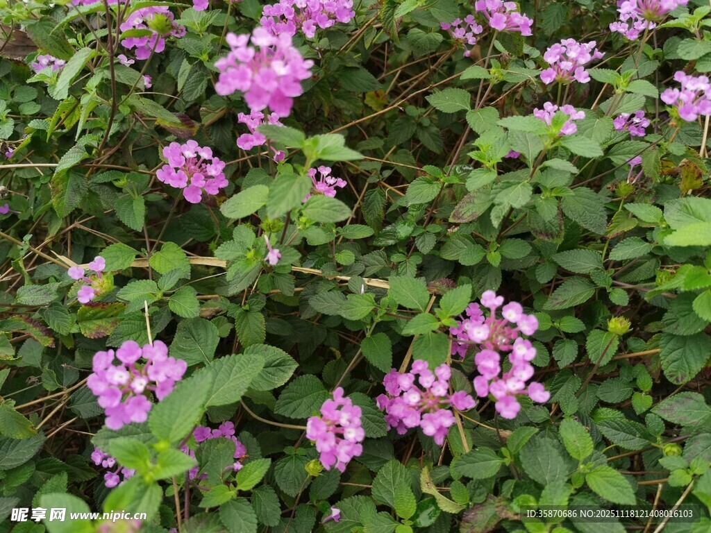 绽放的粉色花卉