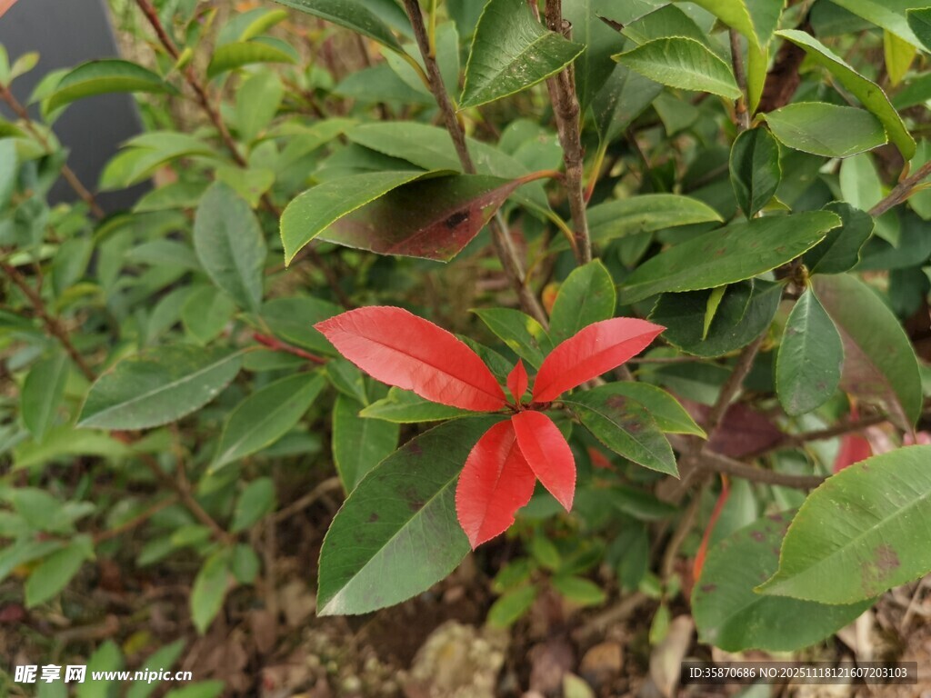 绿叶丛中一抹红