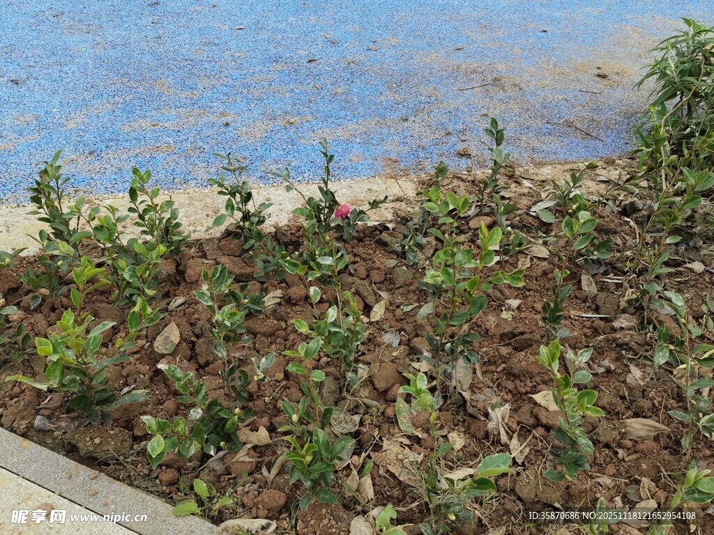 户外绿植种植场景