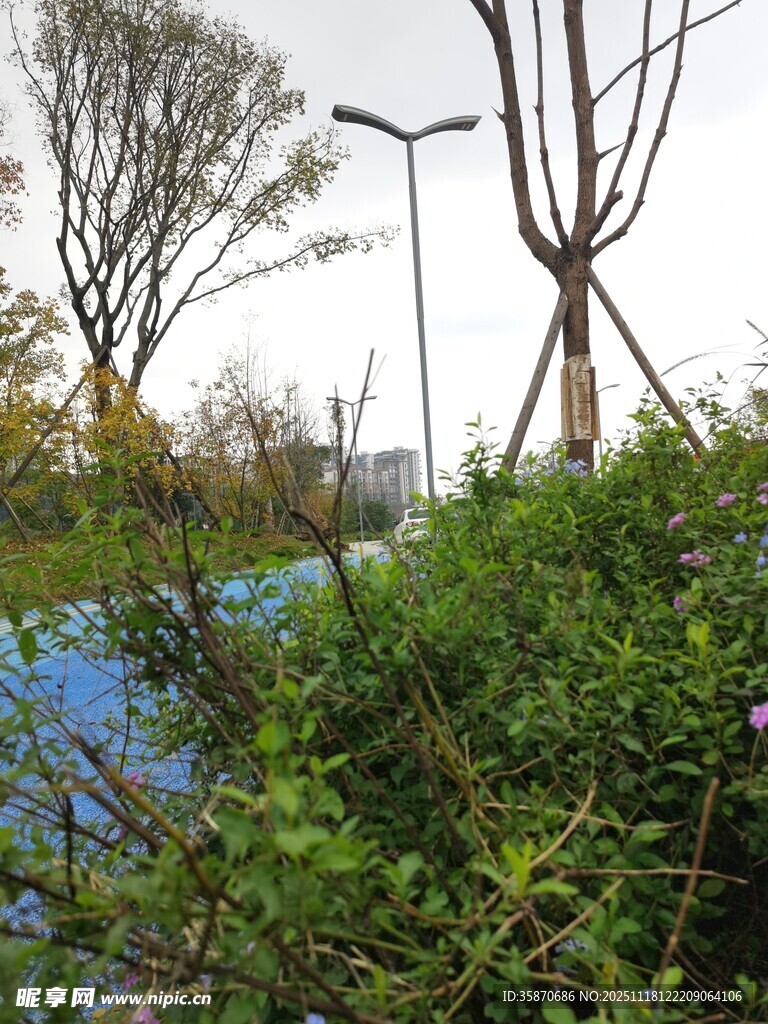 户外绿植与远处蓝色设施