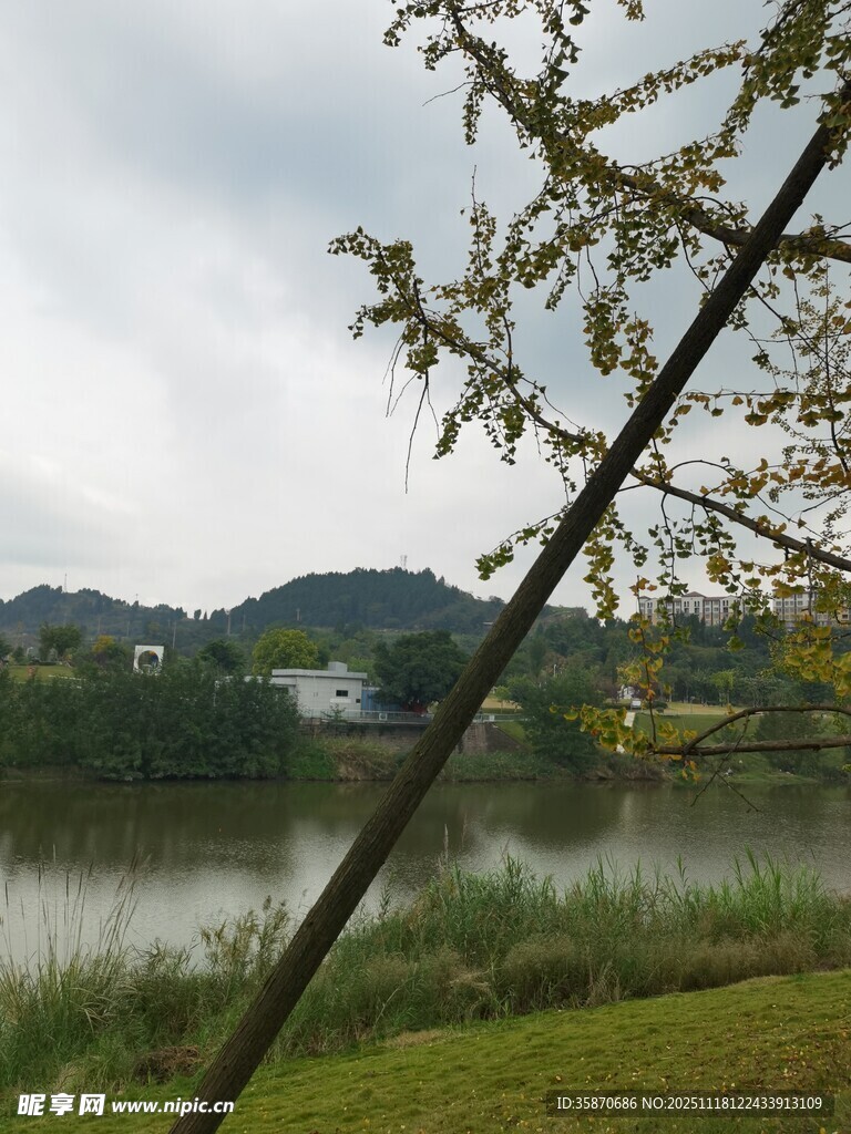 湖畔春景枝影摇曳