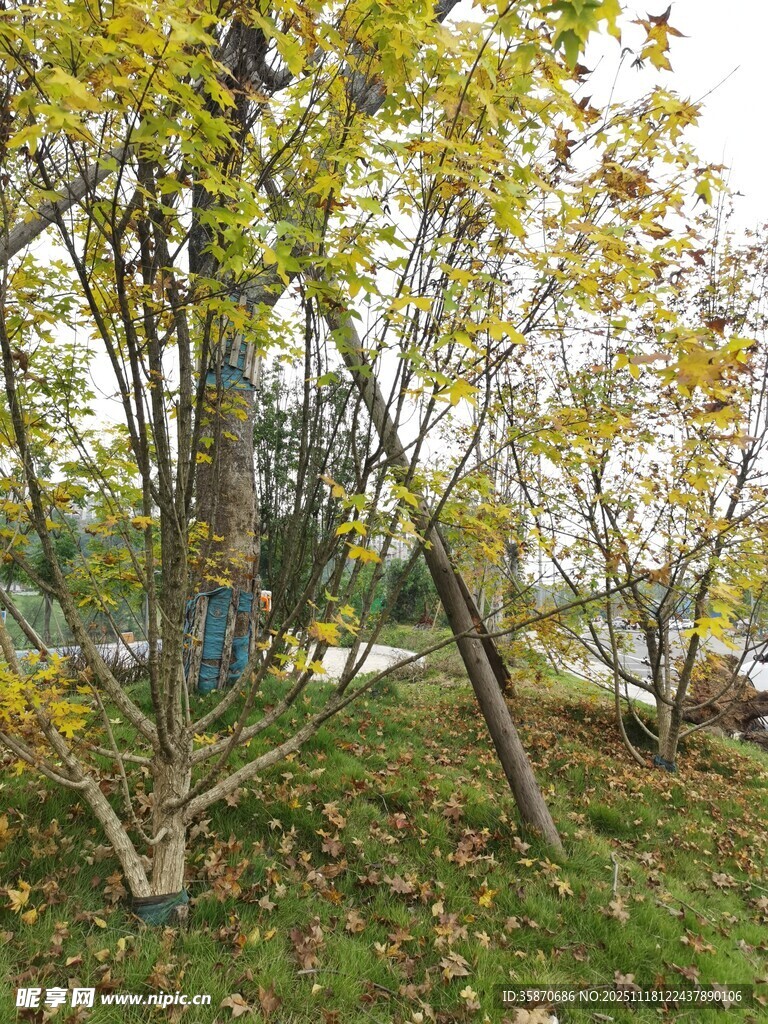 秋日树林中的静谧景致