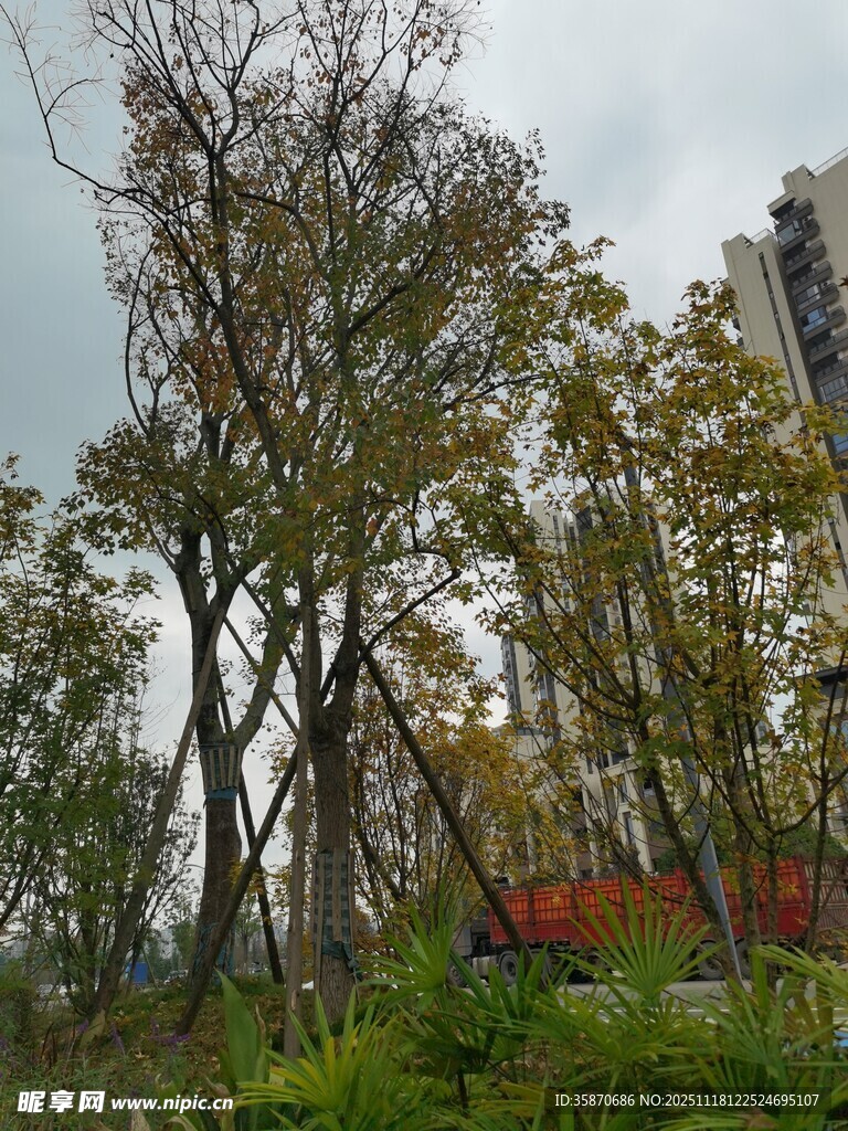 秋日城市中萧瑟树木景观