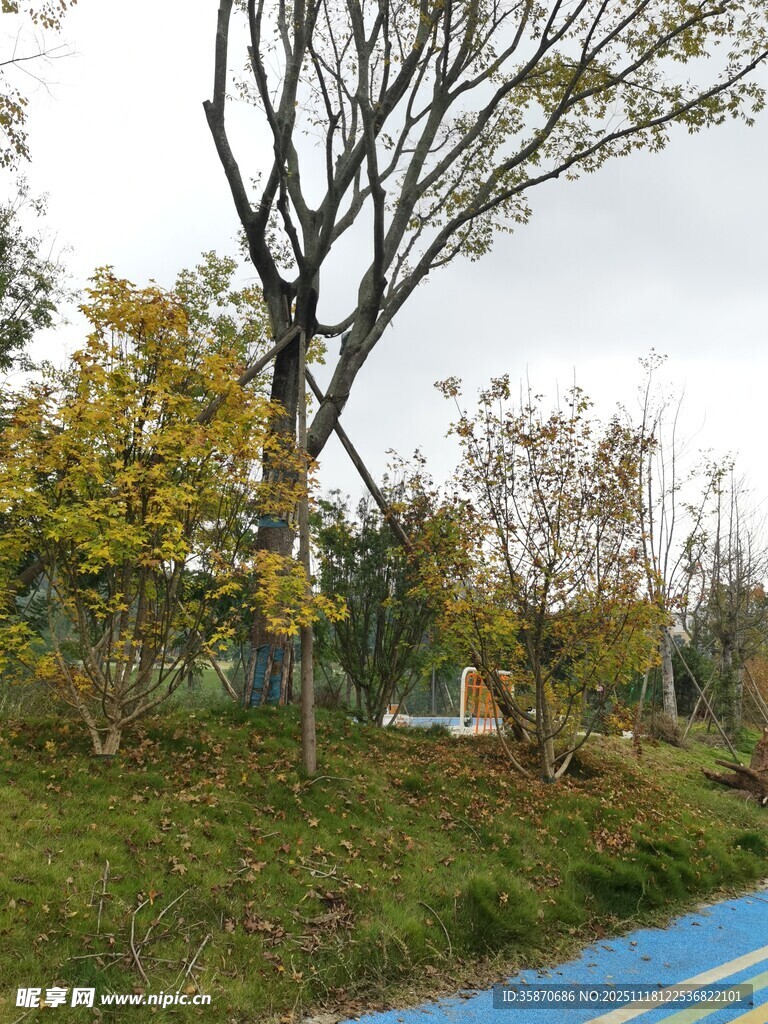 秋日郊野的多彩树木景致