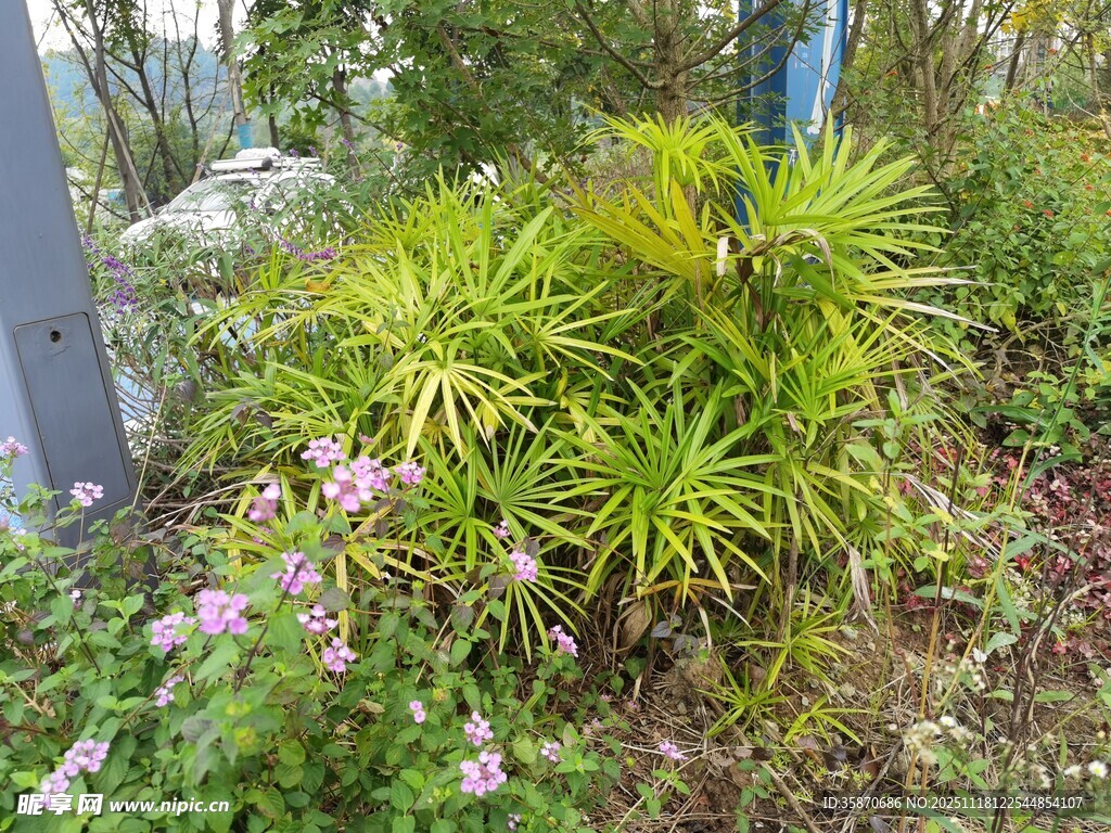 户外绿植花卉景观