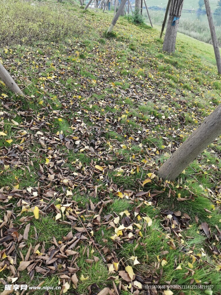 林间落叶覆于翠绿苔藓