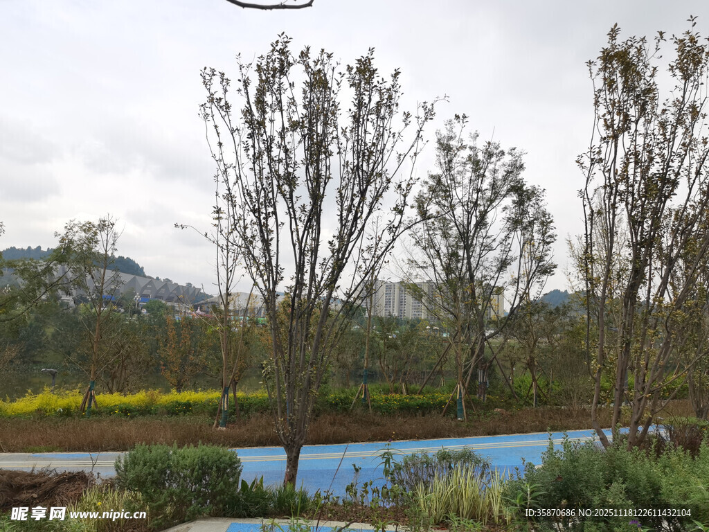 湖畔树木与远山风景