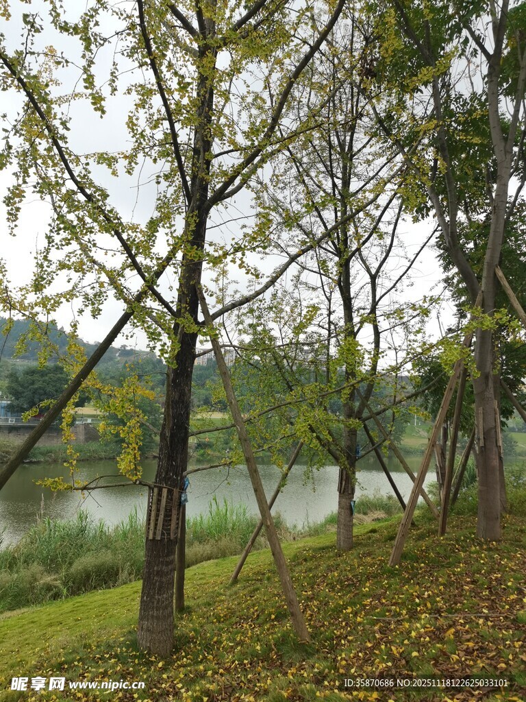 湖畔树林秋景图