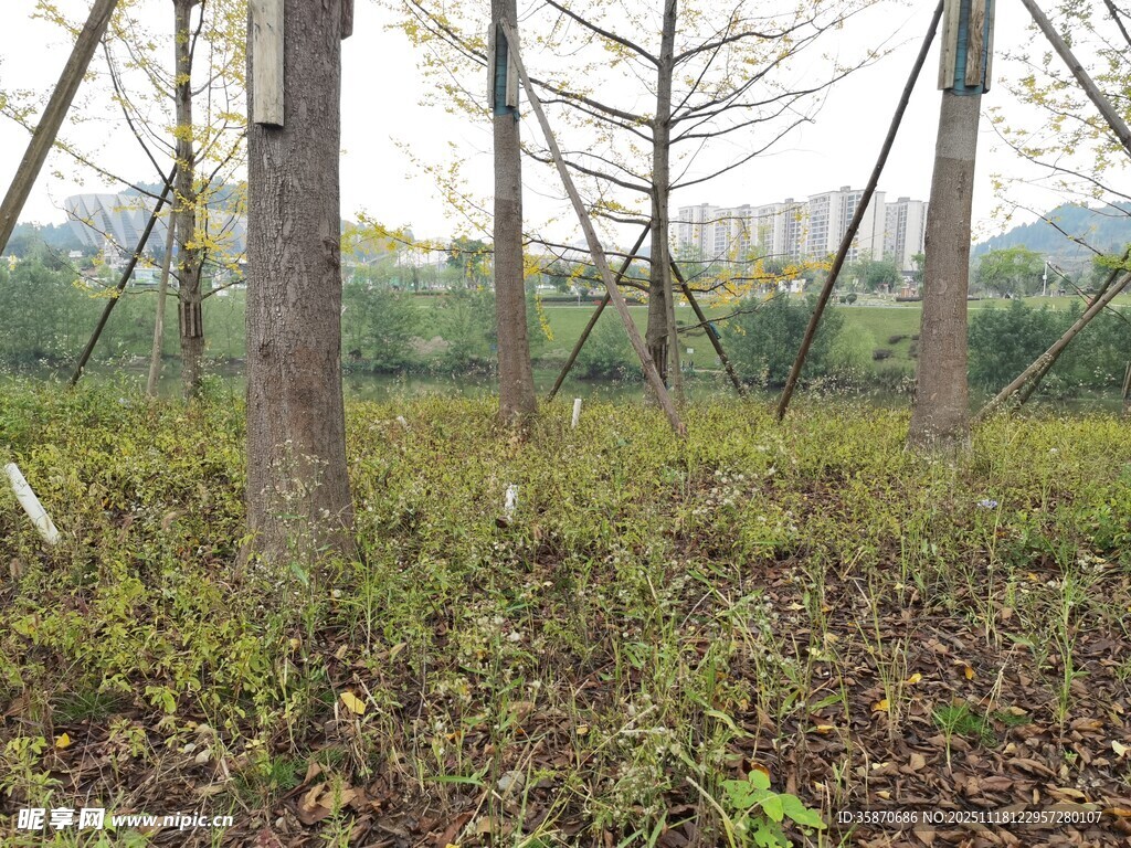 林间绿意盎然的自然景象