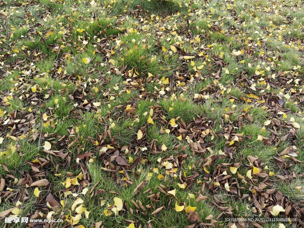 地面散落的多彩落叶